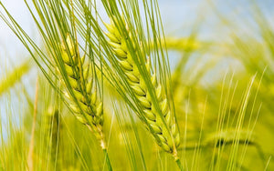 Gluten-Free by Choice: My Story