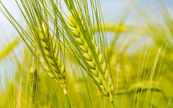 Gluten-Free by Choice: My Story